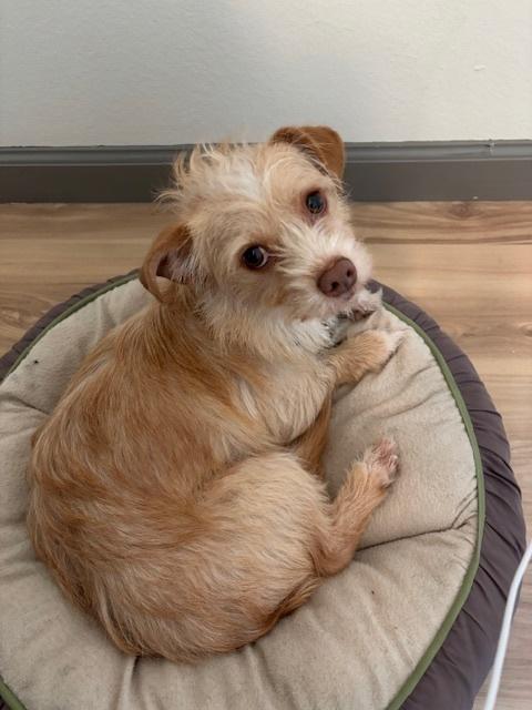 Enlarge Cheese, a Adoptable mixed breed in San Diego, CA image 5/6