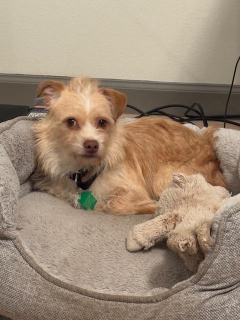 Enlarge Cheese, a Adoptable mixed breed in San Diego, CA image 6/6