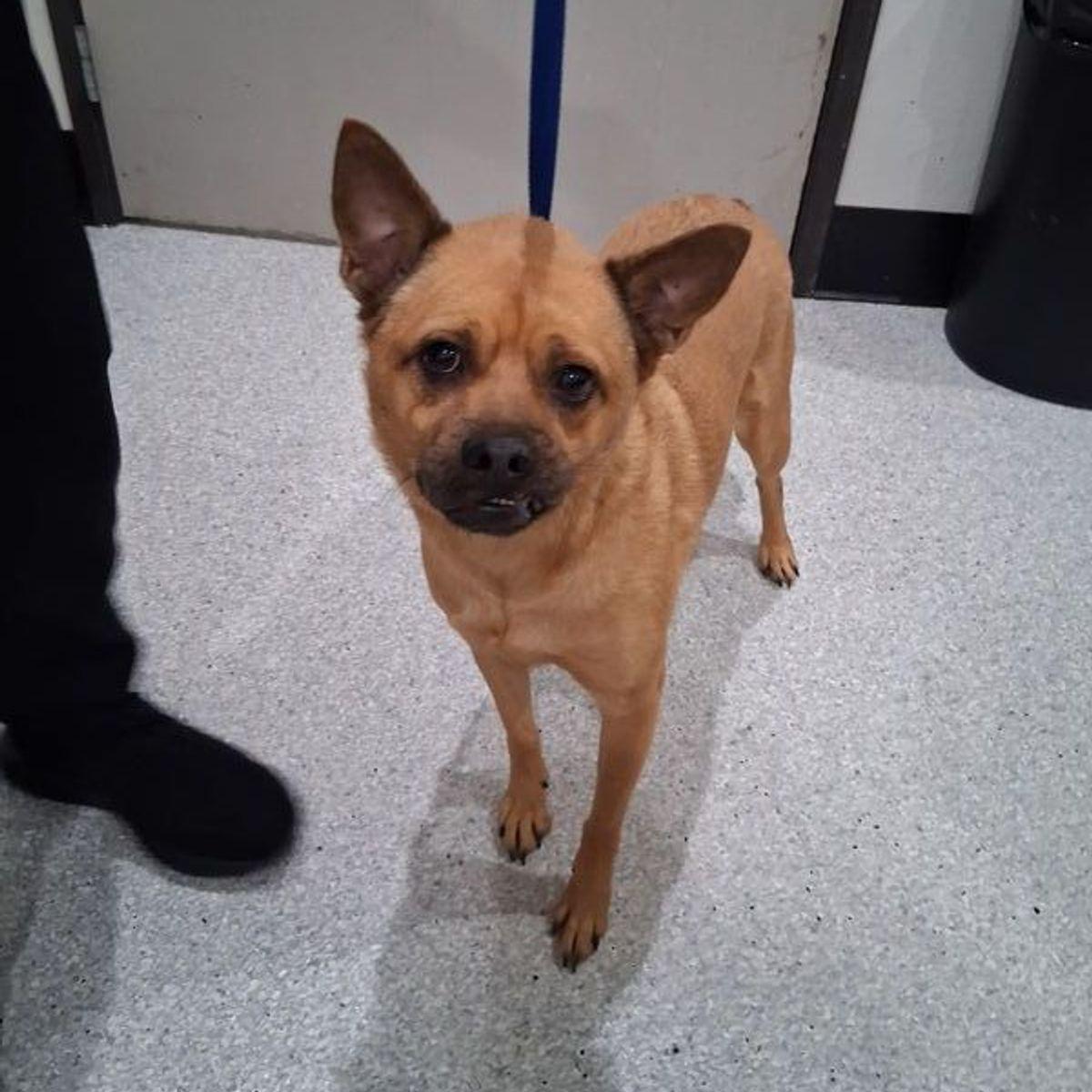 Ozzy, a Adoptable mixed breed in Lake Havasu City, AZ image 1/2