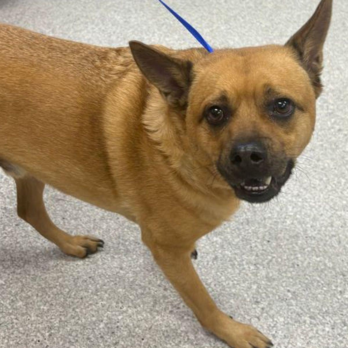 Ozzy, a Adoptable mixed breed in Lake Havasu City, AZ image 2/2