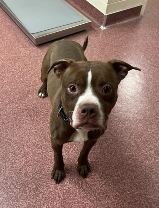 Charlie Brown, Adoptable, Adult Male Pit Bull Terrier.
