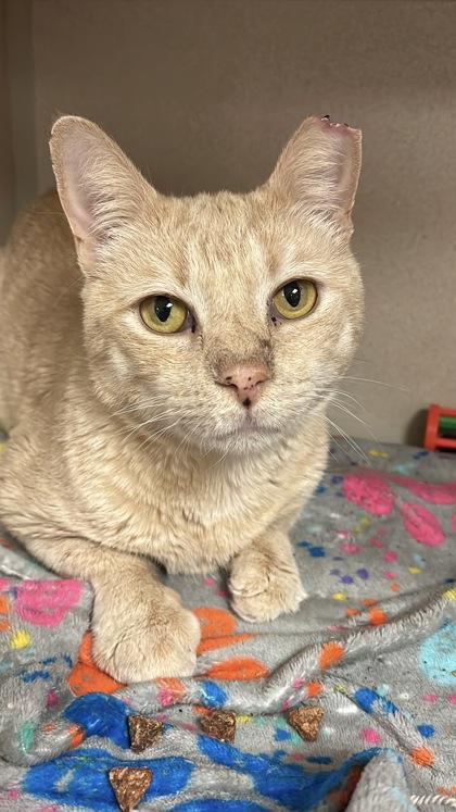 Enlarge King`s Hawaiian, a Adoptable mixed breed in Quakertown, PA image 1/3