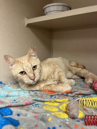 Enlarge King`s Hawaiian, a Adoptable mixed breed in Quakertown, PA image 2/3