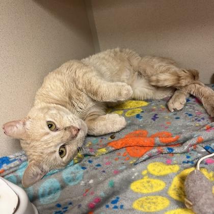 Enlarge King`s Hawaiian, a Adoptable mixed breed in Quakertown, PA image 3/3