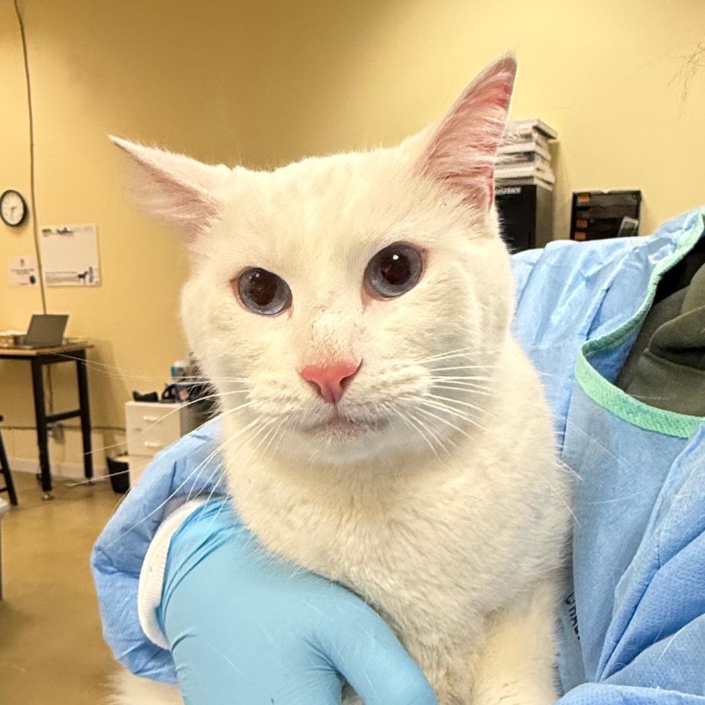 Rapids, a Adoptable Domestic Short Hair in Park City, UT image 1/2