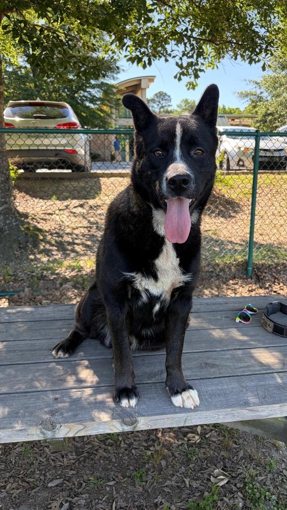 Danny Boy, a Adoptable mixed breed in Little Rock, AR image 1/5