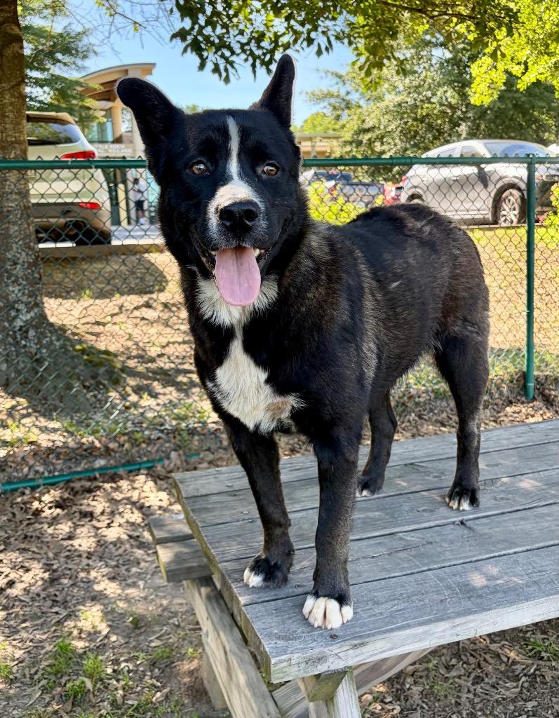 Danny Boy, a Adoptable mixed breed in Little Rock, AR image 2/5