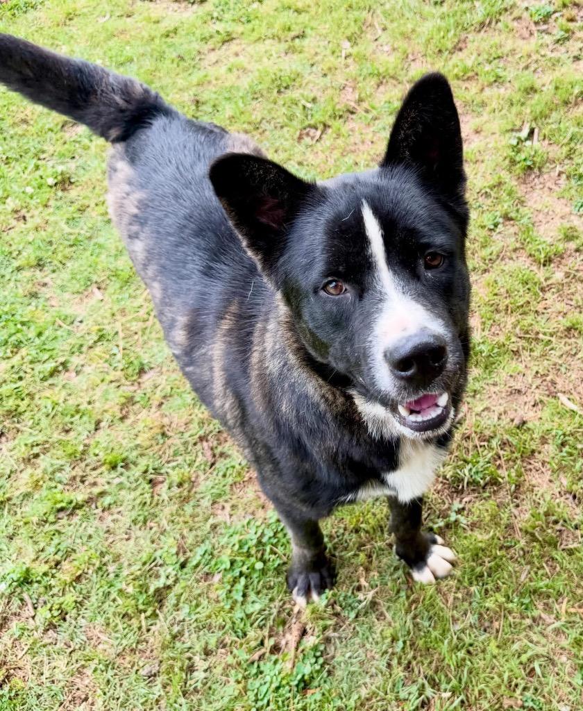 Danny Boy, a Adoptable mixed breed in Little Rock, AR image 3/5