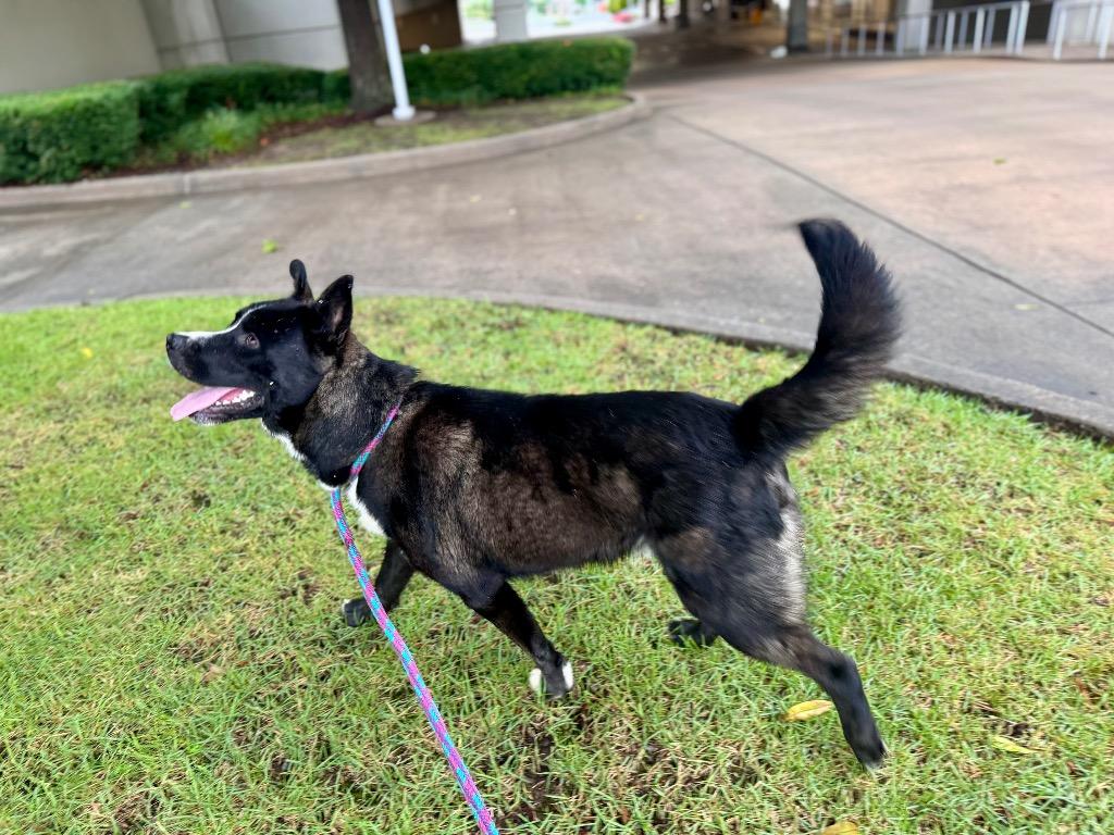 Danny Boy, a Adoptable mixed breed in Little Rock, AR image 4/5
