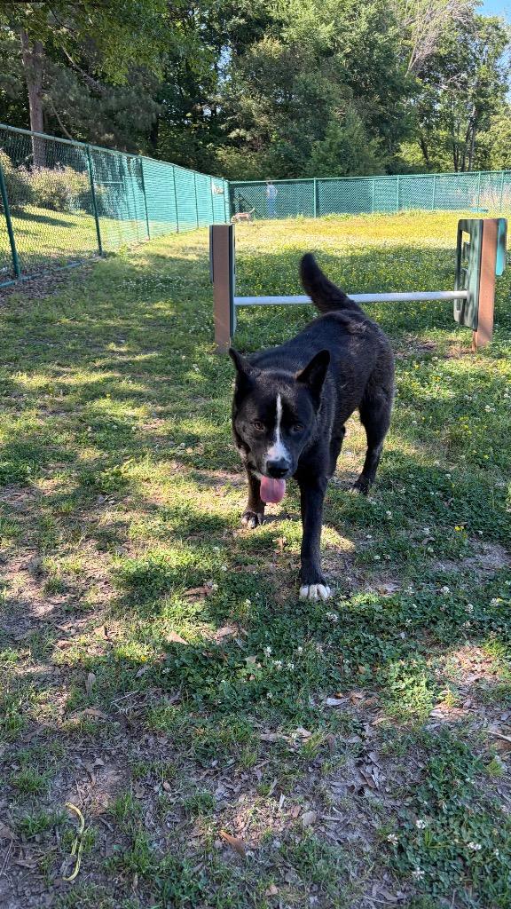 Danny Boy, a Adoptable mixed breed in Little Rock, AR image 5/5