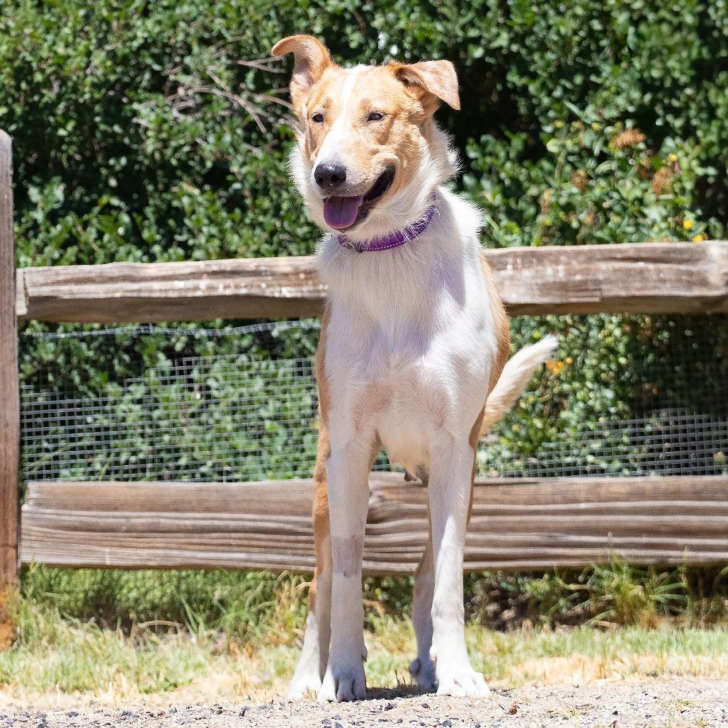 Enlarge Birdie, a Adoptable mixed breed in Washoe Valley, NV image 2/4