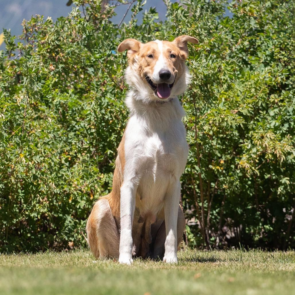 Birdie, Adoptable, Young Female Rough Collie & Smooth Collie.
