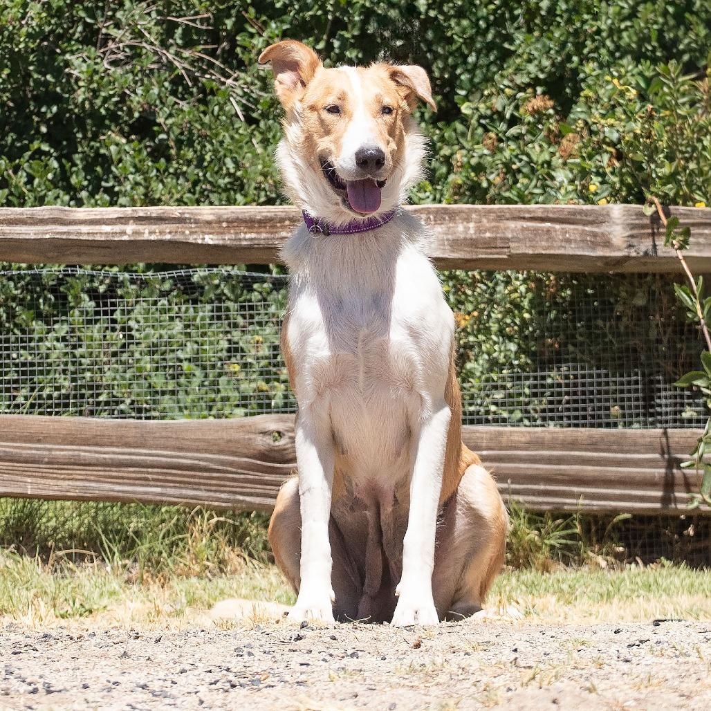 Enlarge Birdie, a Adoptable mixed breed in Washoe Valley, NV image 3/4