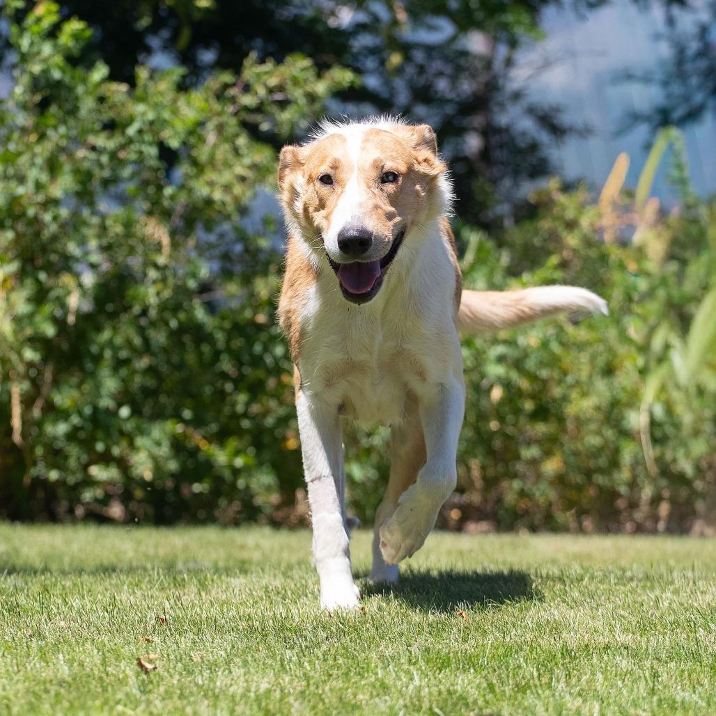 Enlarge Birdie, a Adoptable mixed breed in Washoe Valley, NV image 4/4