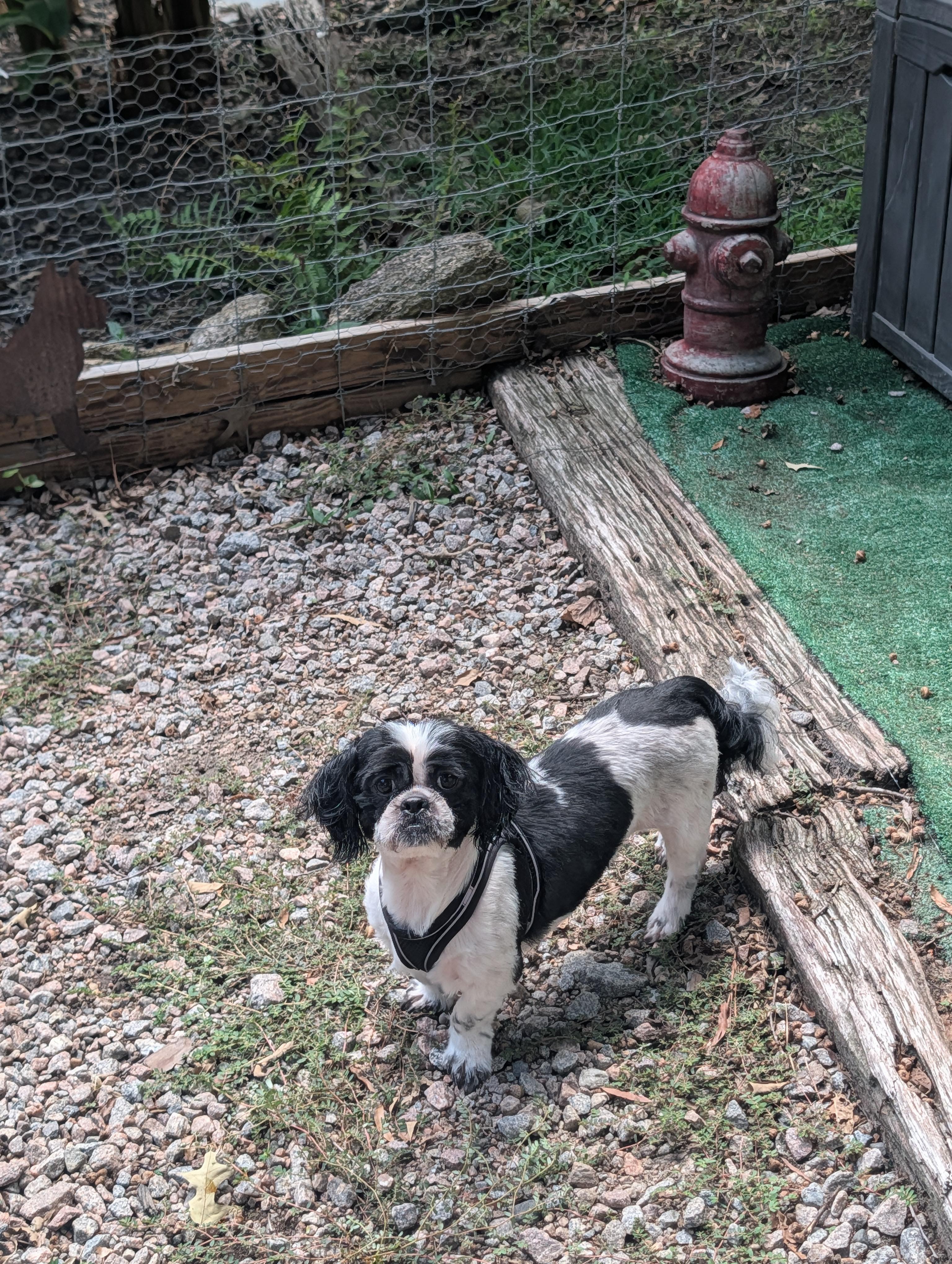 Enlarge Teddy, a Adopted Shih Tzu in Richmond, VA image 3/3