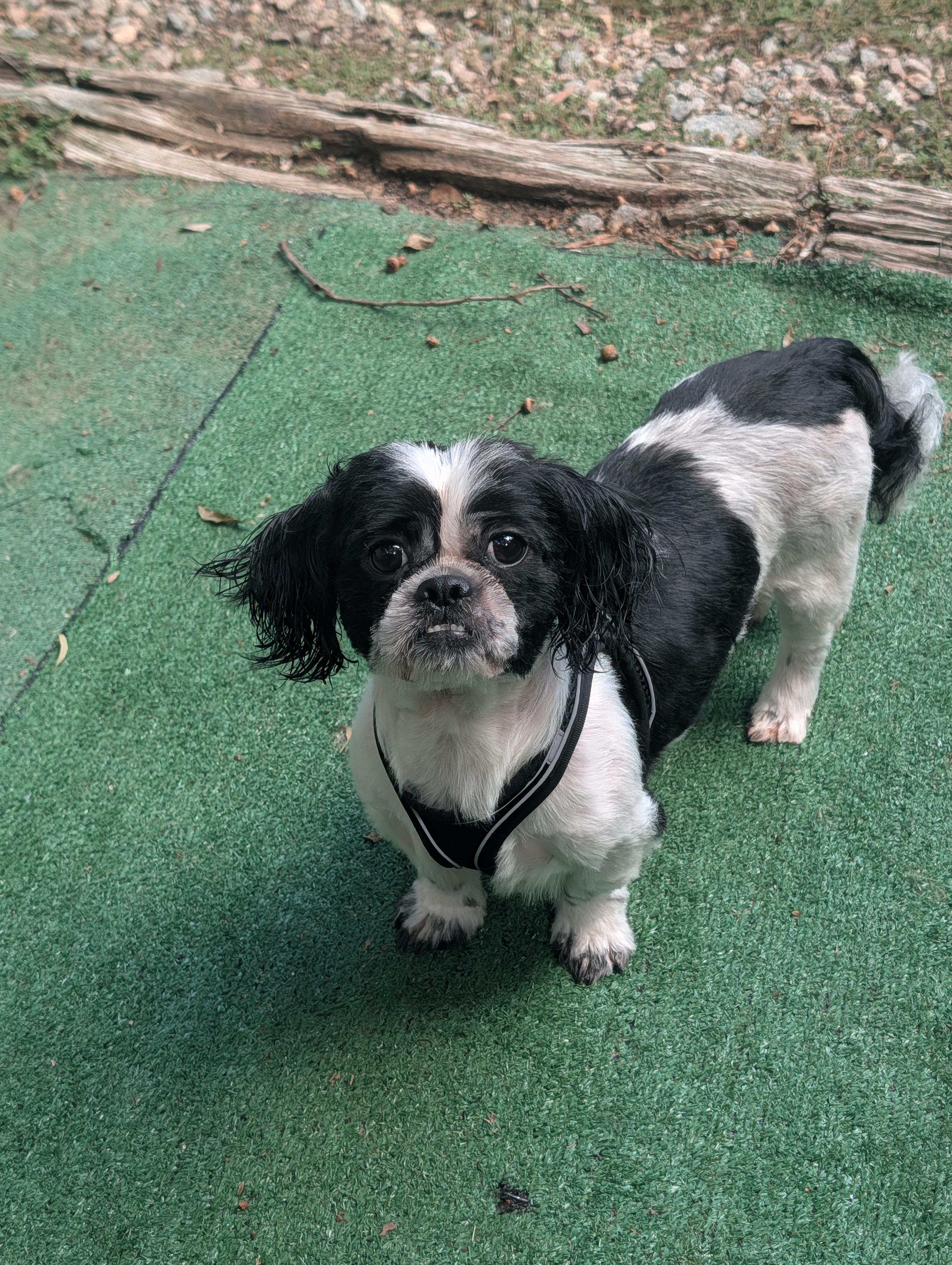 Teddy, Adopted, Adult Male Shih Tzu.