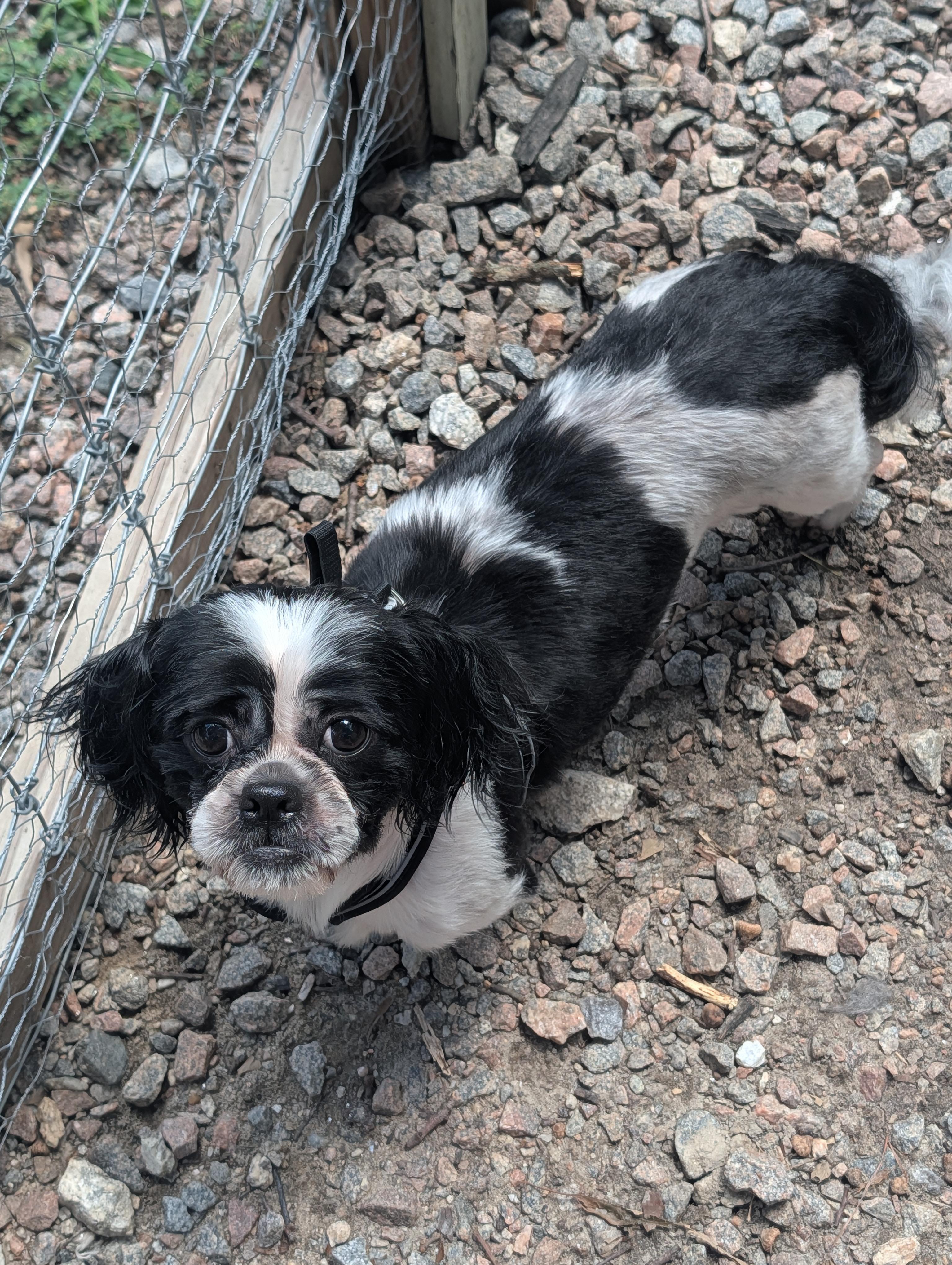 Enlarge Teddy, a Adopted Shih Tzu in Richmond, VA image 2/3
