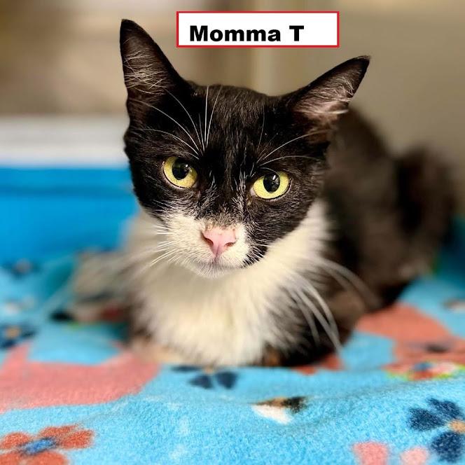 Enlarge Momma T, a Adoptable Domestic Short Hair in Zimmerman, MN image 1/1