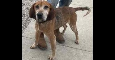 Red, Adoptable, Adult Male Coonhound.
