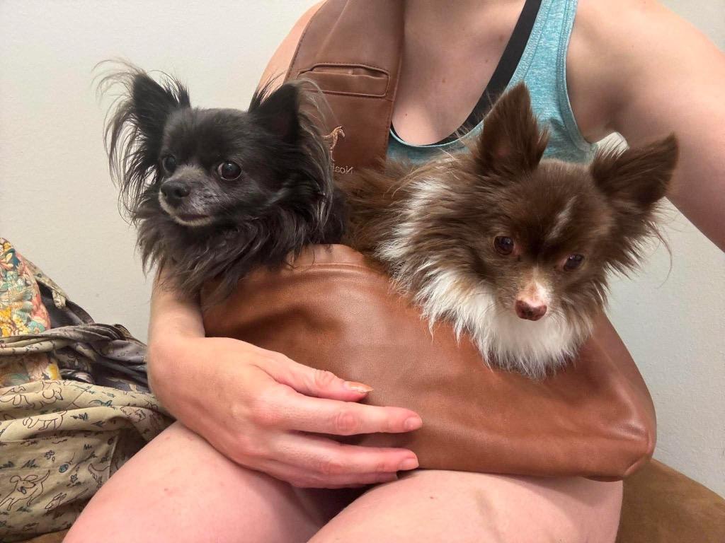Angelito (Lito), Adoptable, Senior Male Chihuahua & Pomeranian.