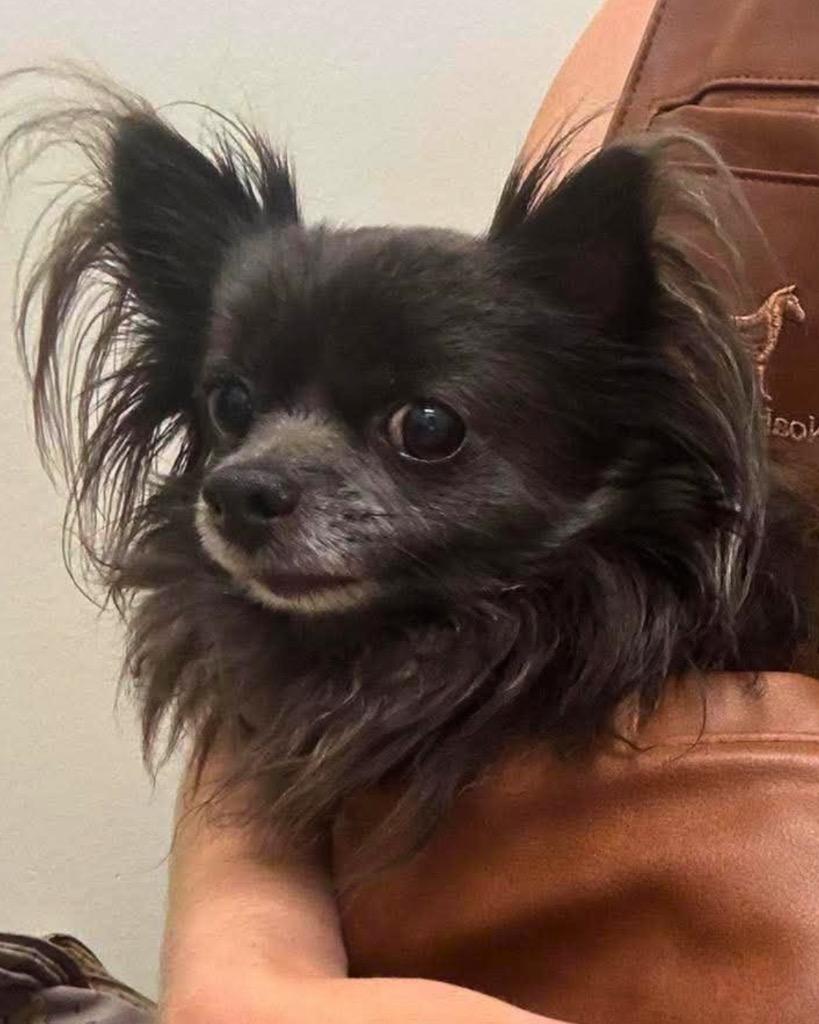 Angelito (Lito), a Adoptable mixed breed in Bryan, TX image 3/6