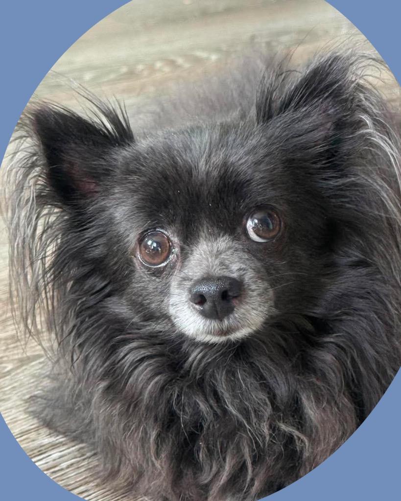 Angelito (Lito), a Adoptable mixed breed in Bryan, TX image 4/6