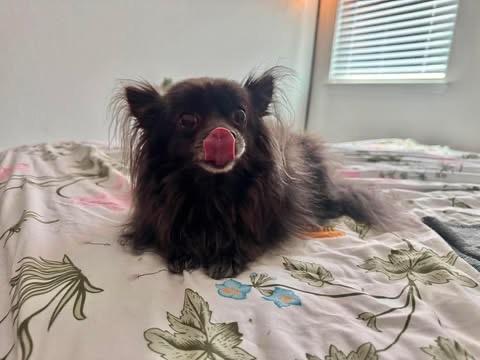 Angelito (Lito), a Adoptable mixed breed in Bryan, TX image 5/6