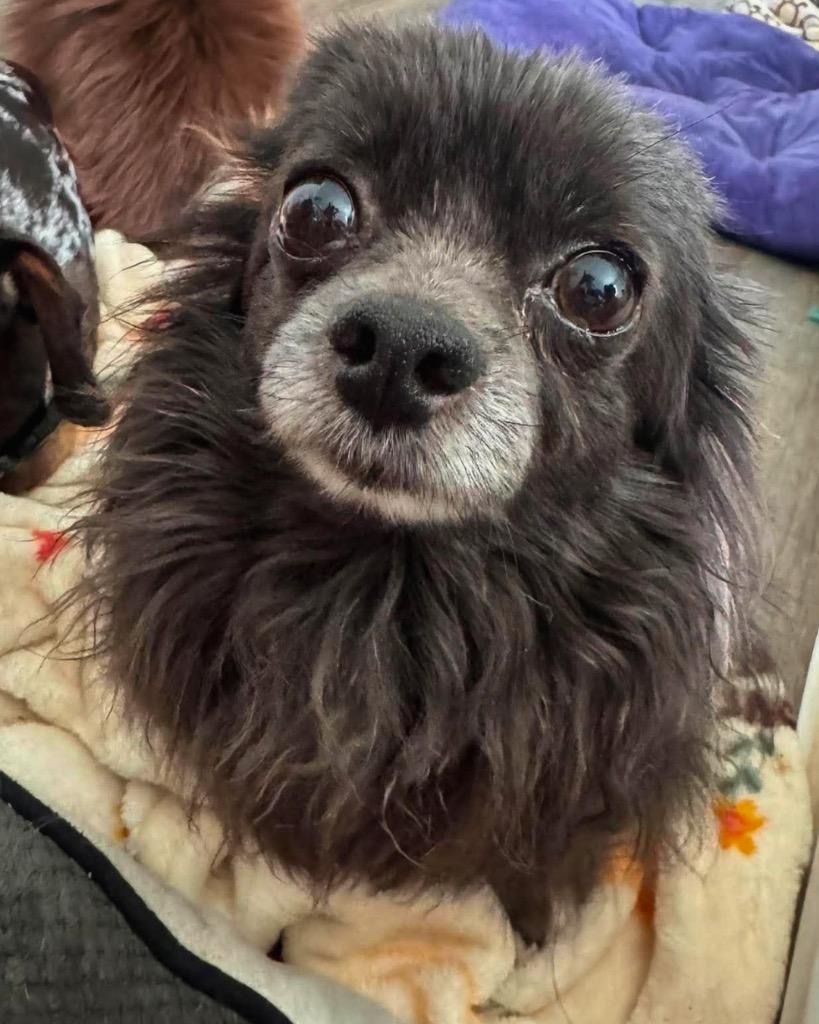 Angelito (Lito), a Adoptable mixed breed in Bryan, TX image 6/6