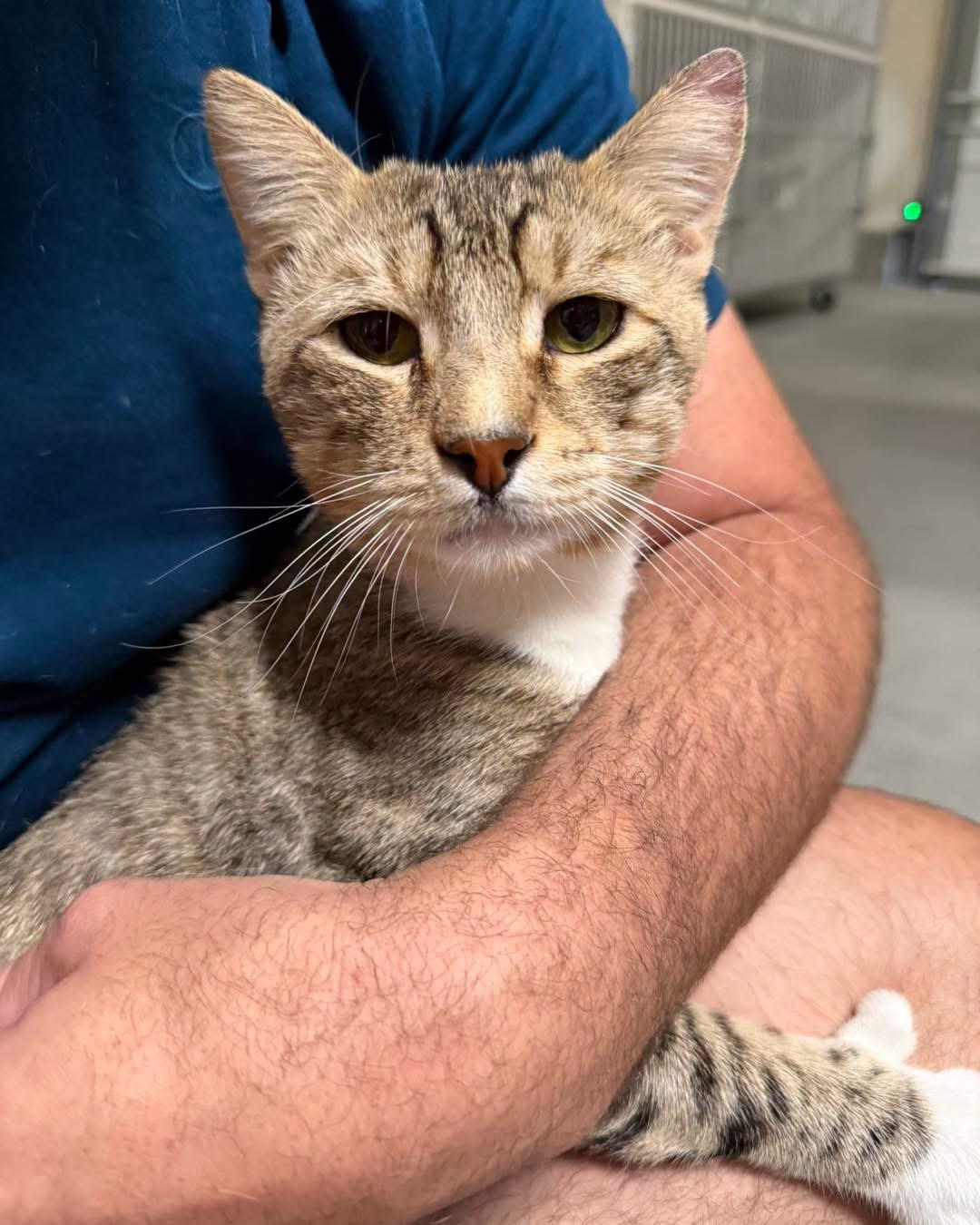 Paulie, an adopted Domestic Short Hair in Las Vegas, NV image 2/4