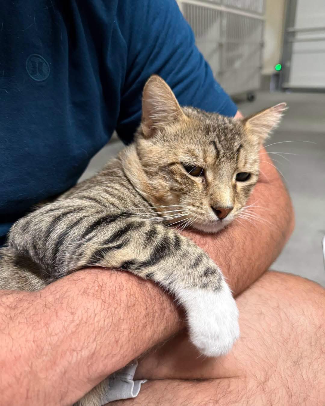 Paulie, an adopted Domestic Short Hair in Las Vegas, NV image 4/4
