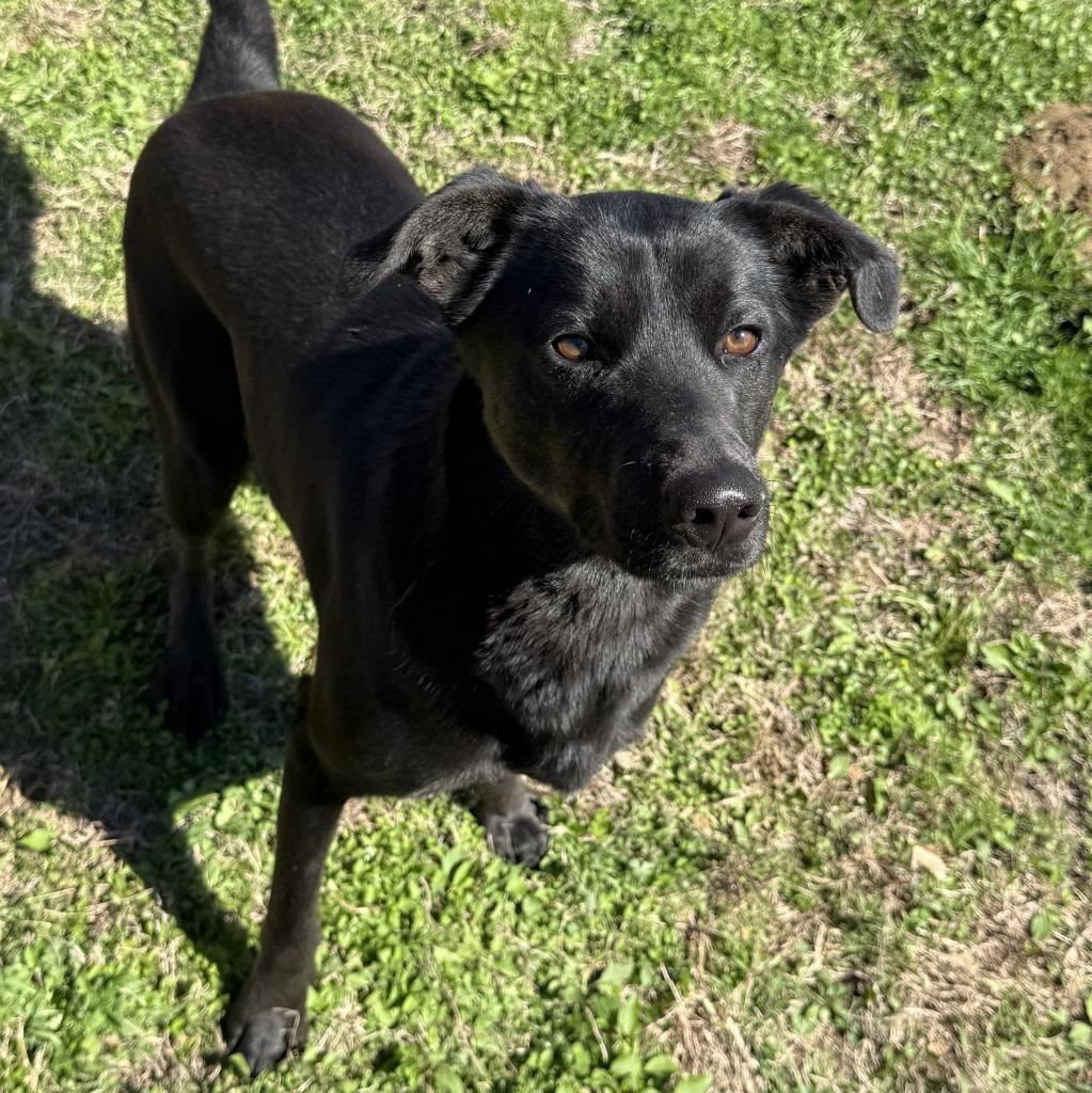 Enlarge Gordon, a Adoptable mixed breed in Brenham, TX image 1/6
