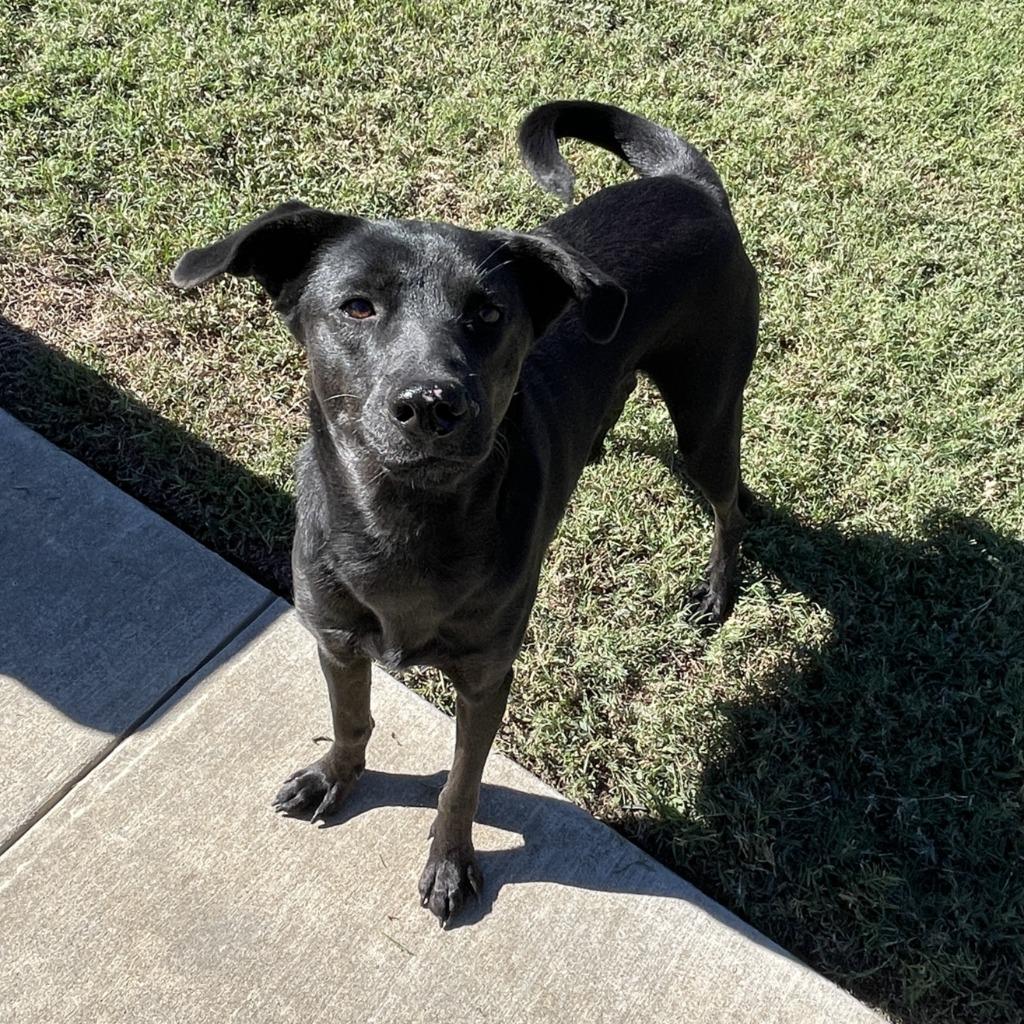 Gordon, Adoptable, Young Male Labrador Retriever & Pit Bull Terrier.
