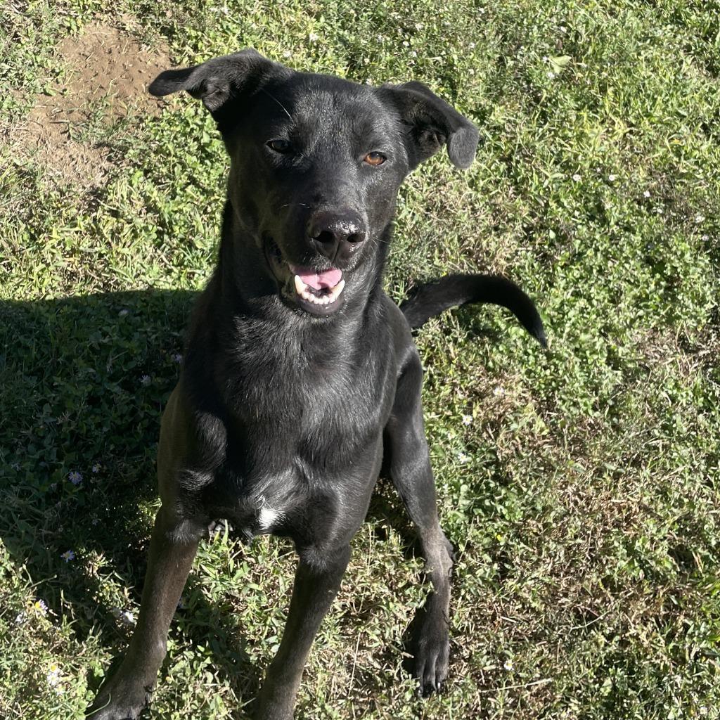 Enlarge Gordon, a Adoptable mixed breed in Brenham, TX image 5/6