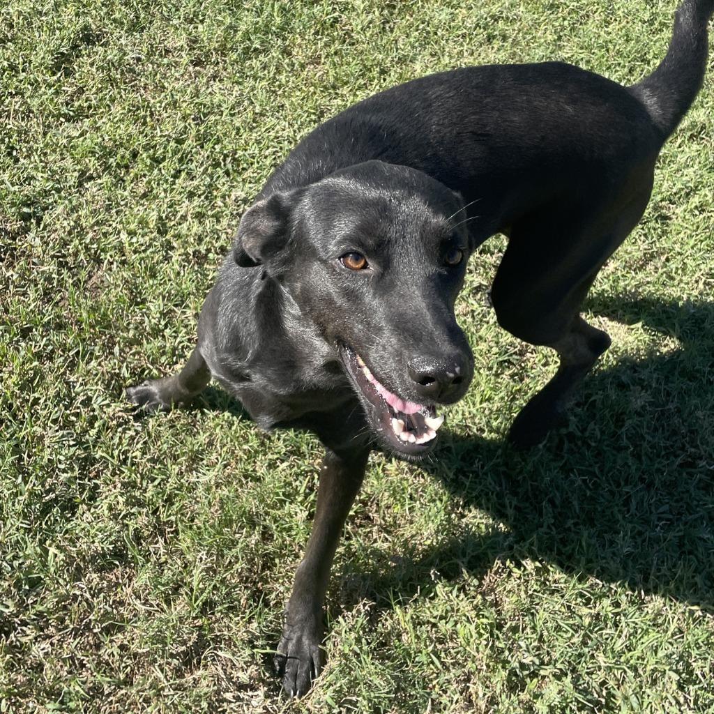 Enlarge Gordon, a Adoptable mixed breed in Brenham, TX image 5/6