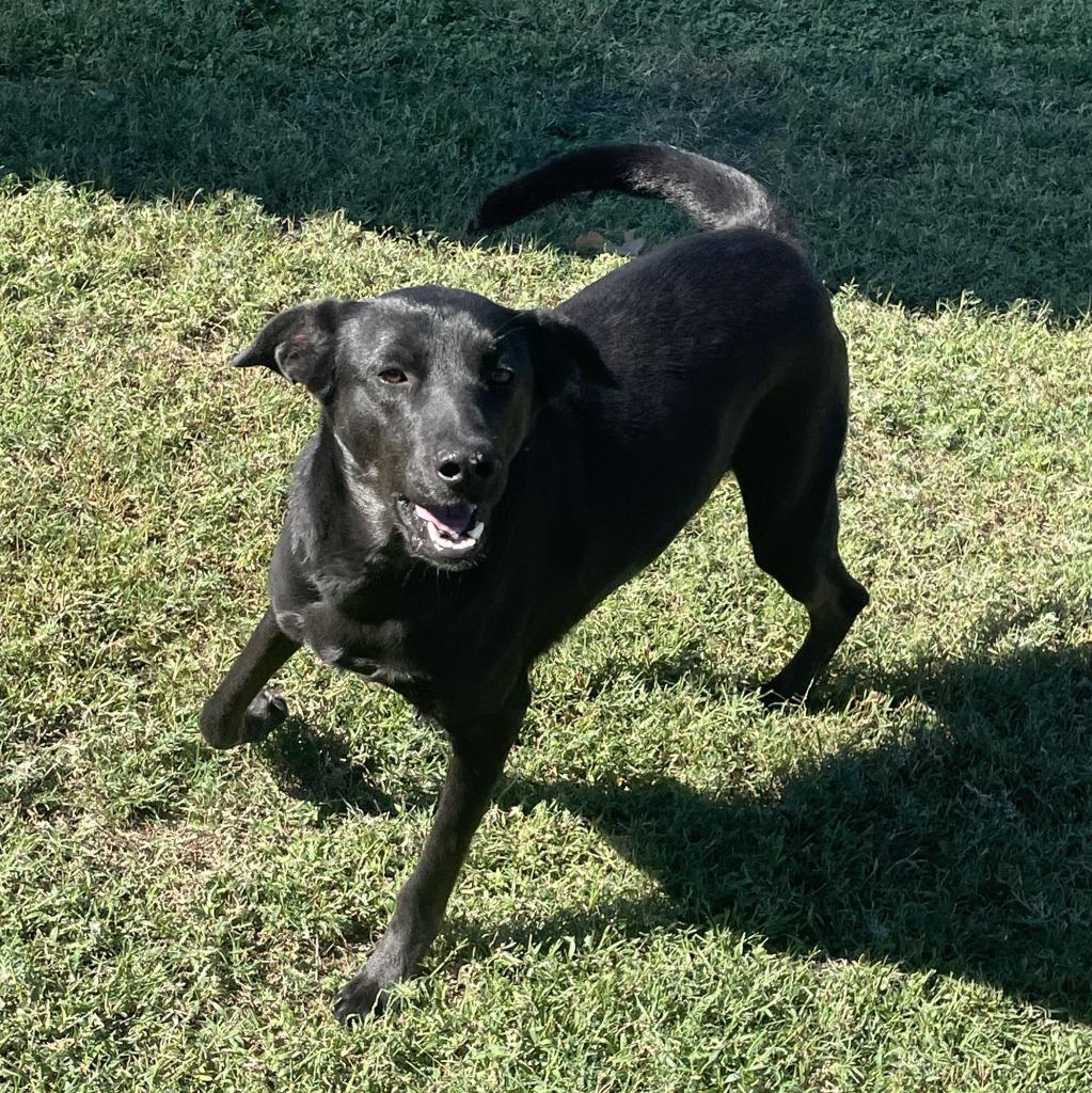 Gordon, a Adoptable mixed breed in Brenham, TX image 4/6