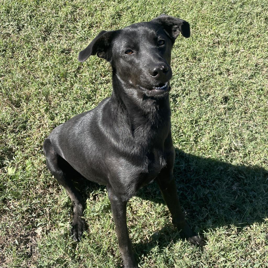 Enlarge Gordon, a Adoptable mixed breed in Brenham, TX image 6/6