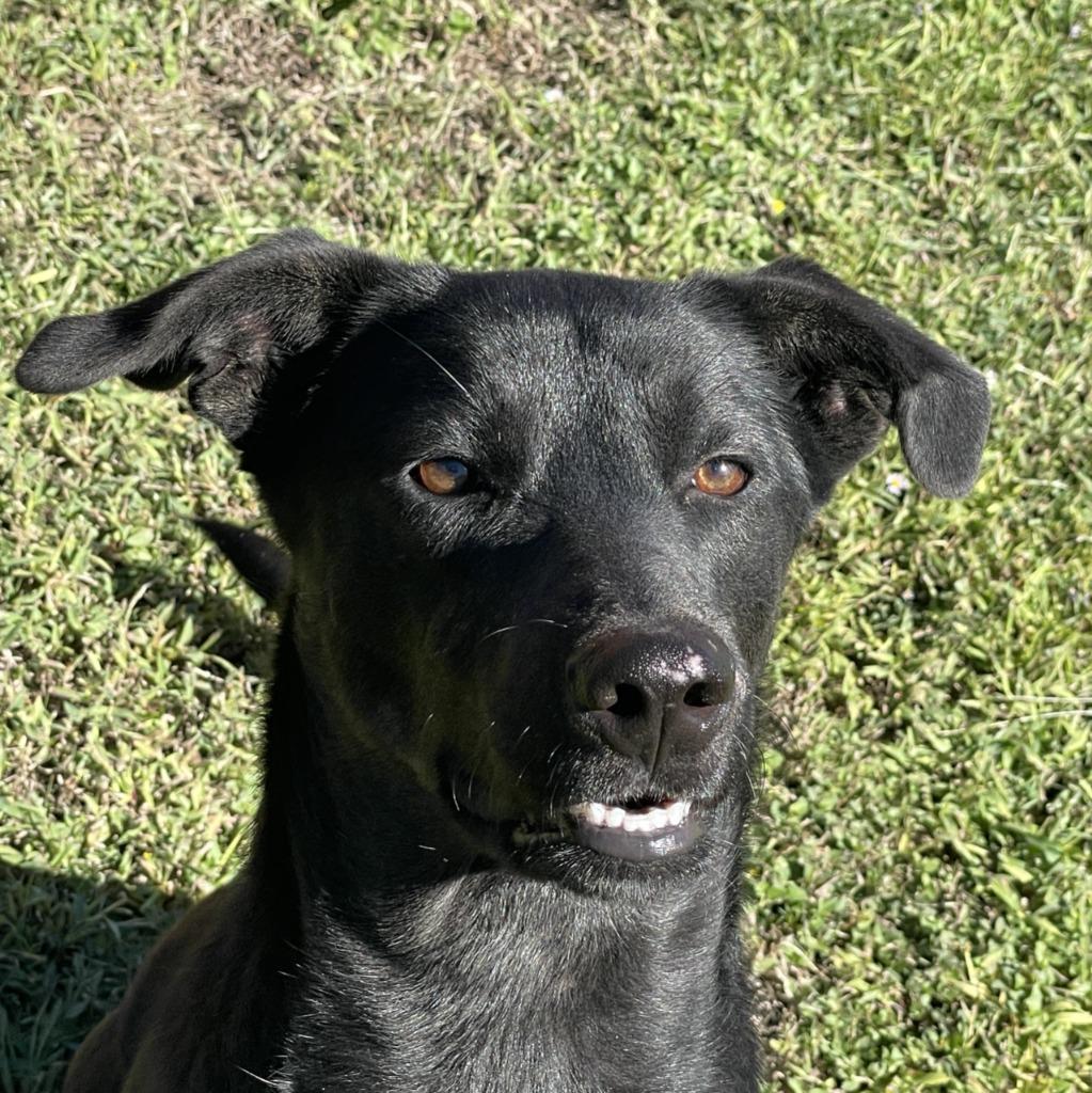Gordon, Adoptable, Young Male Labrador Retriever & Pit Bull Terrier.
