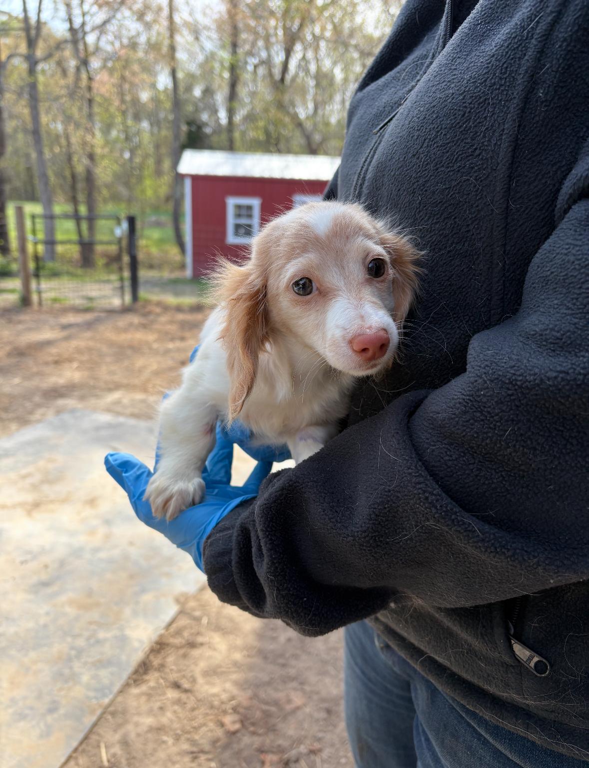 Maisey, adopted, Young Female Dachshund.