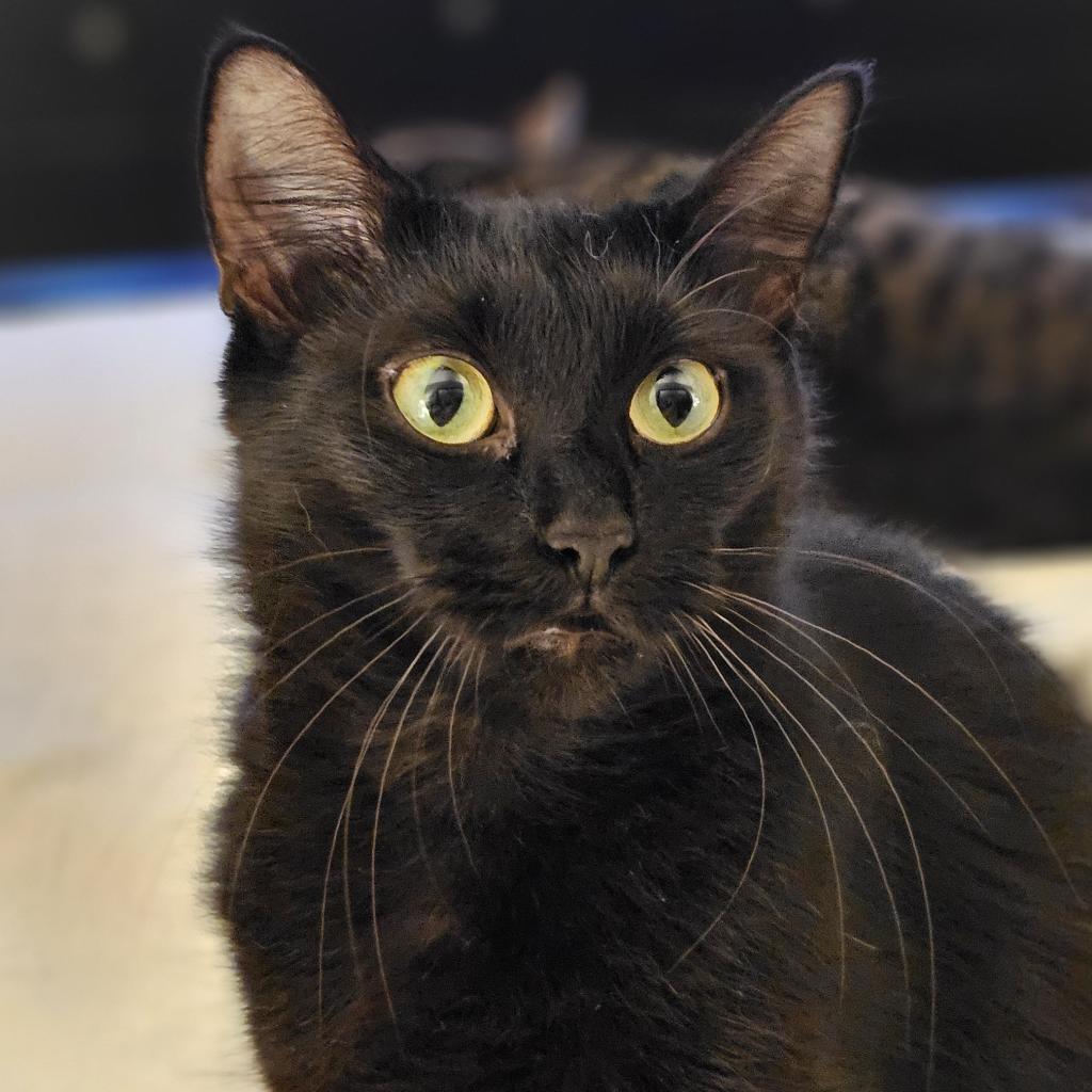 Mocha, Adoptable, Adult Female Domestic Medium Hair.