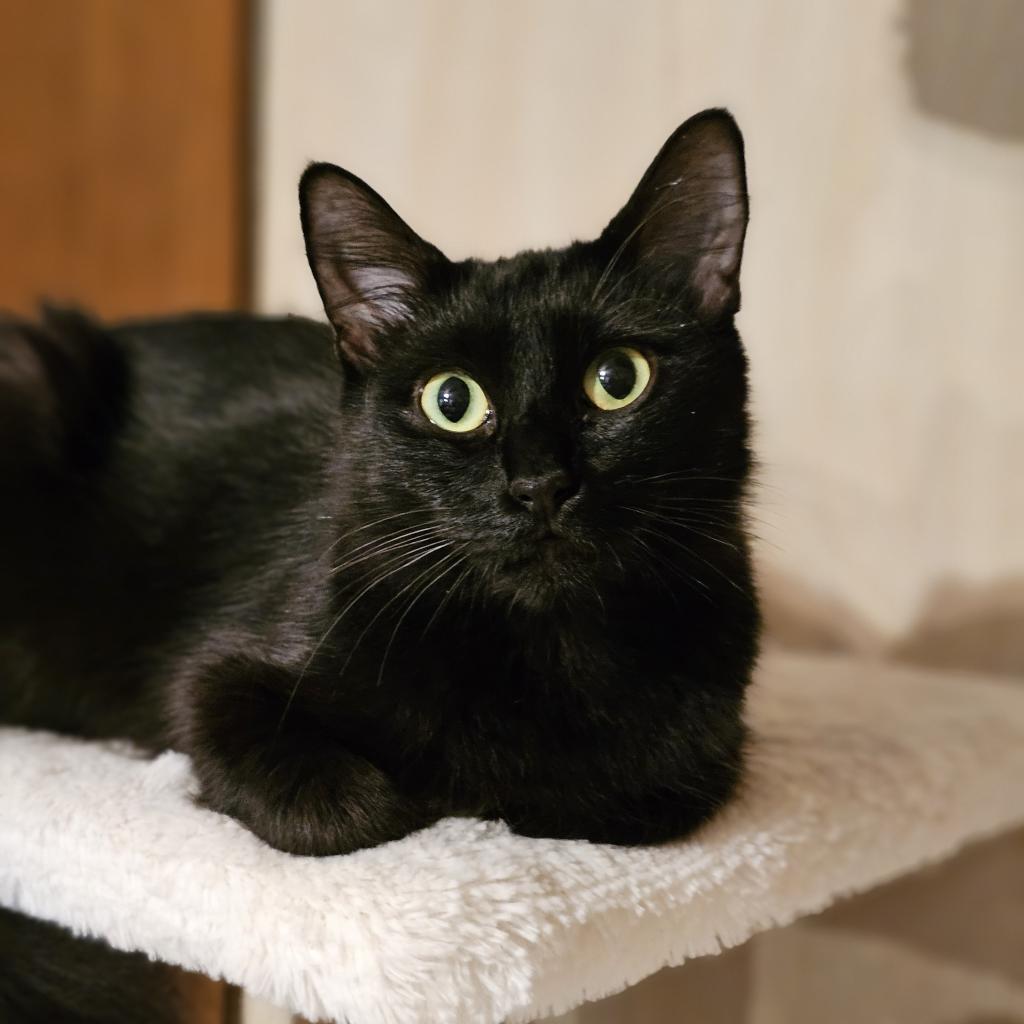 Enlarge Mocha, a Adoptable Domestic Medium Hair in Port Richey, FL image 2/6