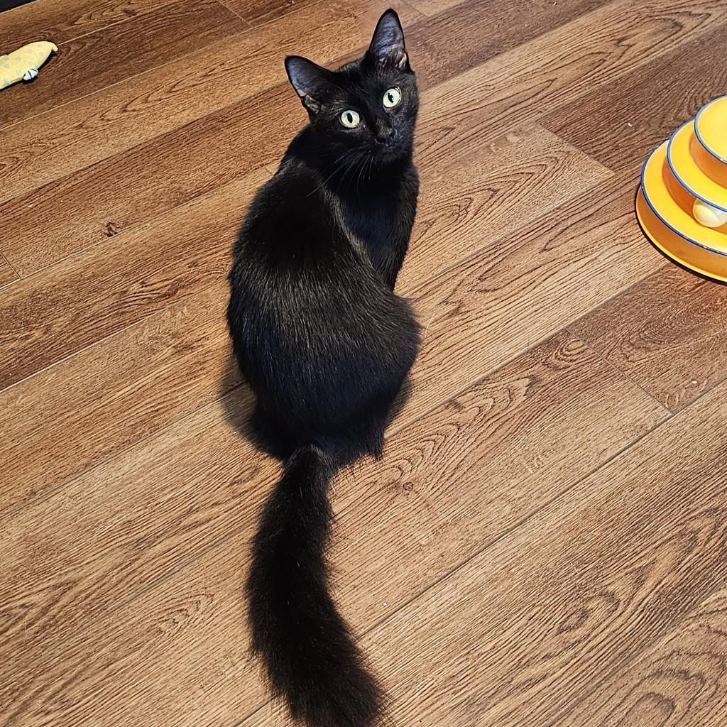 Enlarge Mocha, a Adoptable Domestic Medium Hair in Port Richey, FL image 3/6