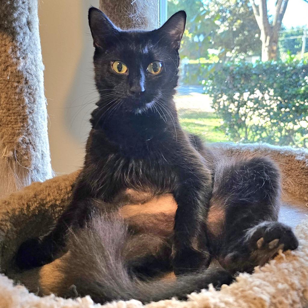 Enlarge Mocha, a Adoptable Domestic Medium Hair in Port Richey, FL image 4/6