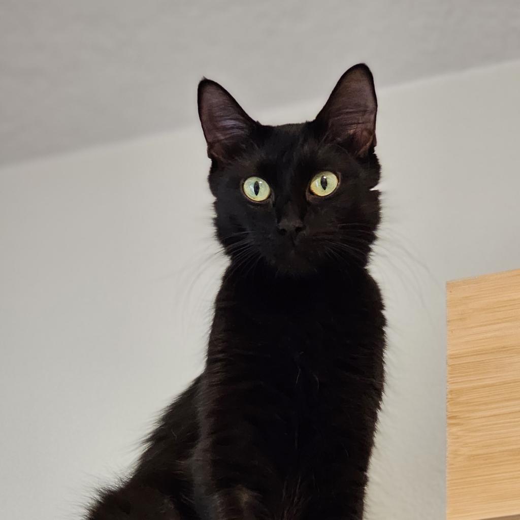 Enlarge Mocha, a Adoptable Domestic Medium Hair in Port Richey, FL image 5/6