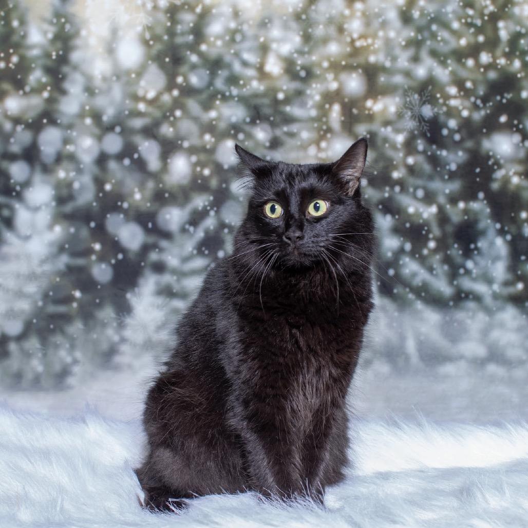 Enlarge Mocha, a Adoptable Domestic Medium Hair in Port Richey, FL image 6/6