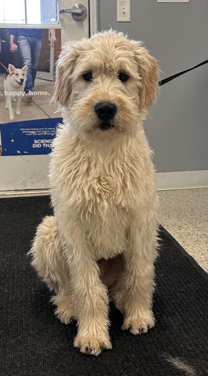 Enlarge Slim, an adopted mixed breed in Buffalo, MN image 1/1