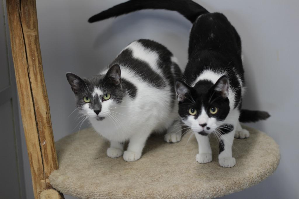 Tonto and Zoro, Adoptable, Young Male Domestic Medium Hair.