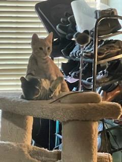Rusty and Tangerine siblings!!, Young Female American Shorthair