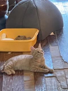 Rusty and Tangerine siblings!! photo 2
