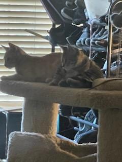 Rusty and Tangerine siblings!! photo 3