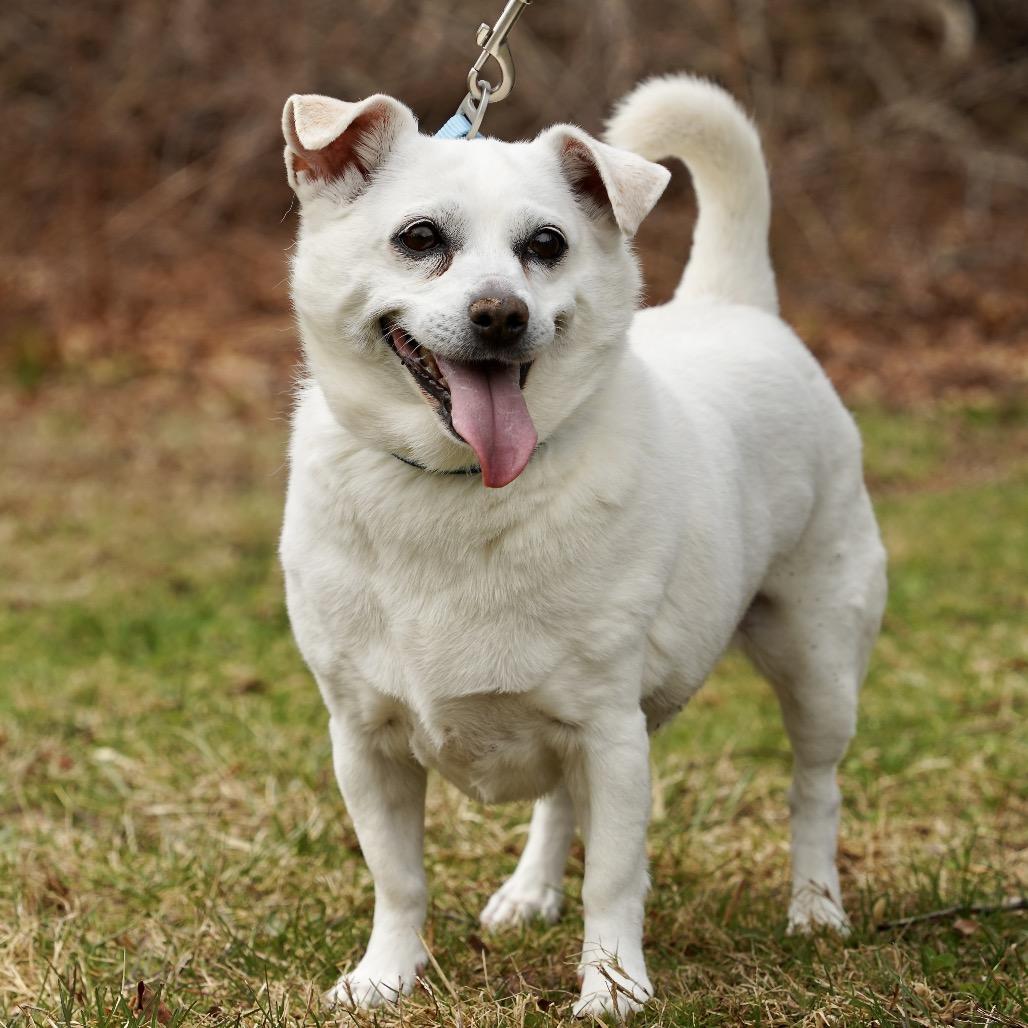 Lexi, Adoptable, Senior Female Mixed Breed & Chihuahua.